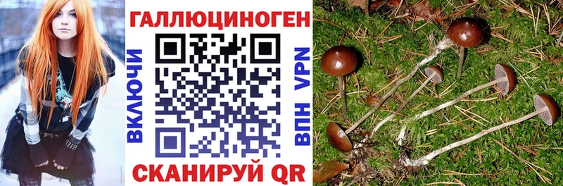 Галлюциногенные грибы Psilocybe  гидра онион  Балашиха  наркотики 